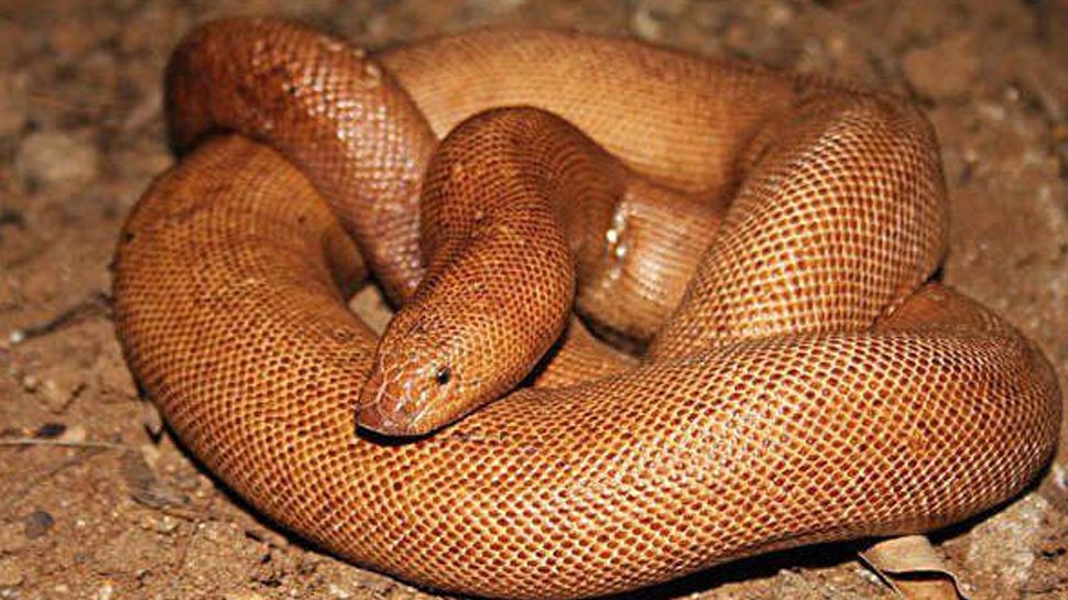 Raipur: 30 लाख रुपये में हुआ Red Sand Boa सांप का सौदा, लेकिन डिलीवरी से ठीक पहले हो गई बड़ी गड़बड़