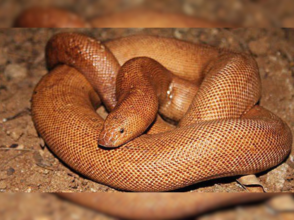 Raipur: 30 लाख रुपये में हुआ Red Sand Boa सांप का सौदा, लेकिन डिलीवरी से ठीक पहले हो गई बड़ी गड़बड़