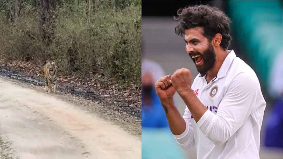 Video: जंगल में घूमते वक्त Ravindra Jadeja के रास्ते में आया बाघ, देखिए फिर क्या हुआ