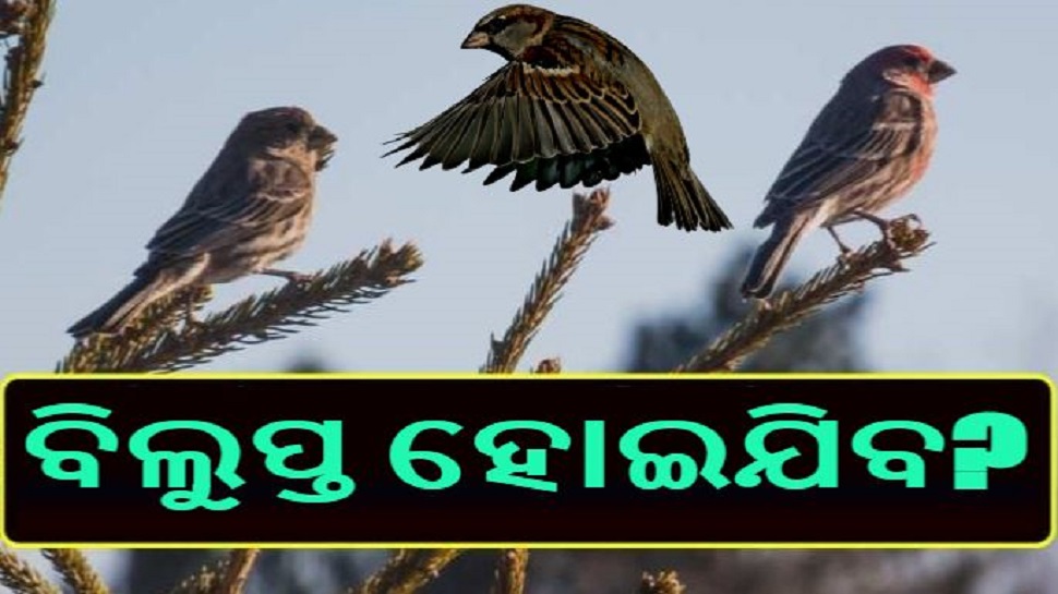 ଡିଜାଇନ ଫଟୋ ଡିଜାଇନ ଫଟୋ