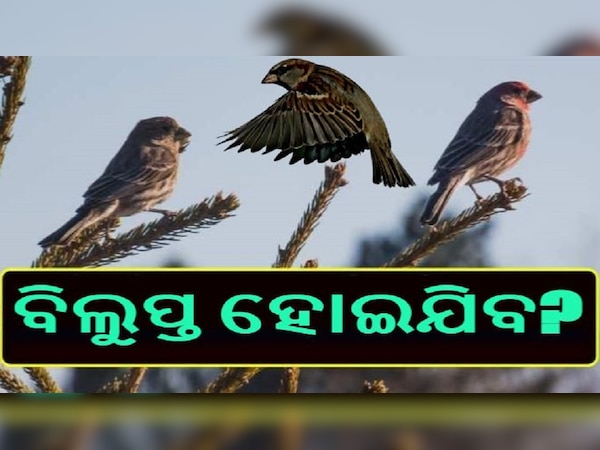 ଡିଜାଇନ ଫଟୋ