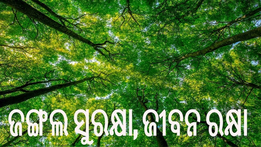 ଆଜି ବିଶ୍ୱ ବନ ଦିବସ: କେତେ ସୁରକ୍ଷିତ ଆମ ଜଙ୍ଗଲ ? 