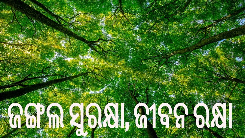 ଆଜି ବିଶ୍ୱ ବନ ଦିବସ: କେତେ ସୁରକ୍ଷିତ ଆମ ଜଙ୍ଗଲ ? ଆଜି ବିଶ୍ୱ ବନ ଦିବସ: କେତେ ସୁରକ୍ଷିତ ଆମ ଜଙ୍ଗଲ ?