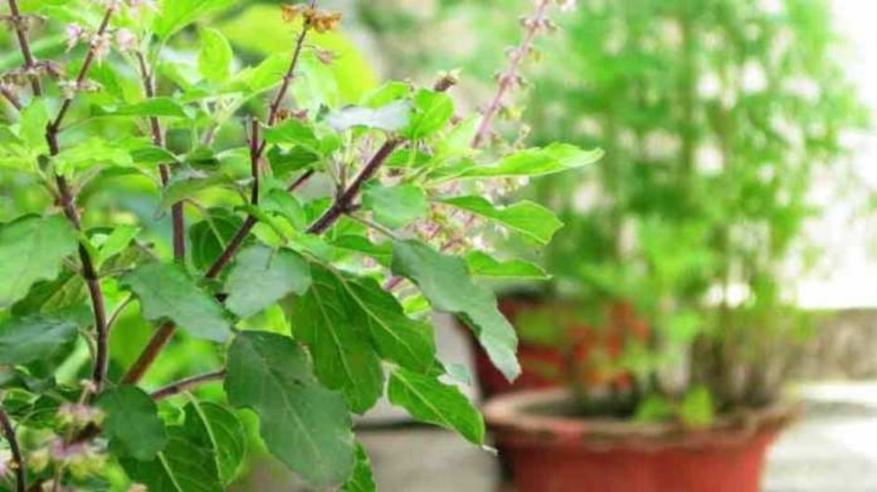 tulsi plant drying