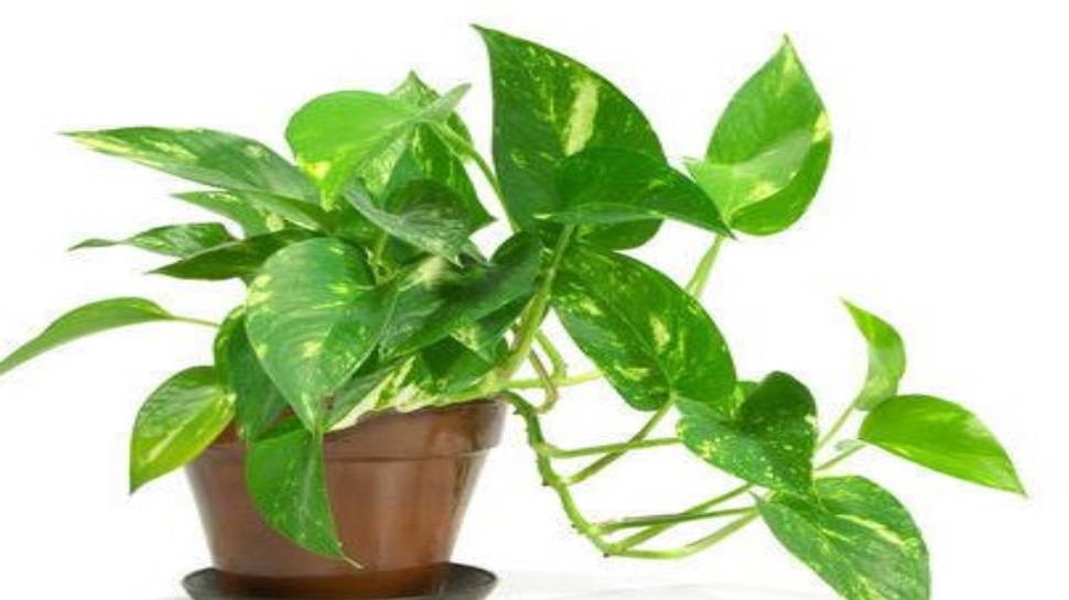 money plant