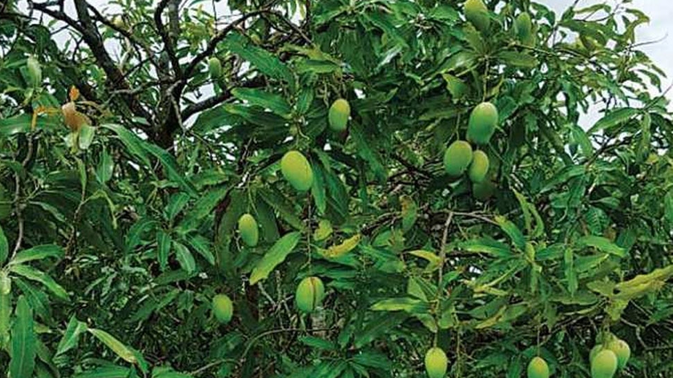 mango plant