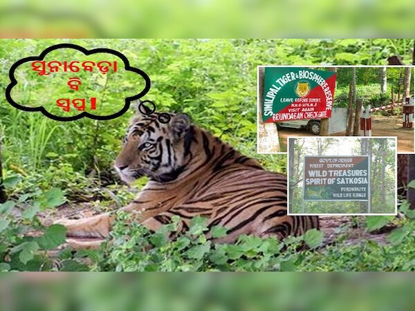 EXCLUSIVE: ବିଫଳ ବ୍ୟାଘ୍ର ପ୍ରକଳ୍ପରୁ ସମୀକ୍ଷା କରିବେ କି ସରକାର ?