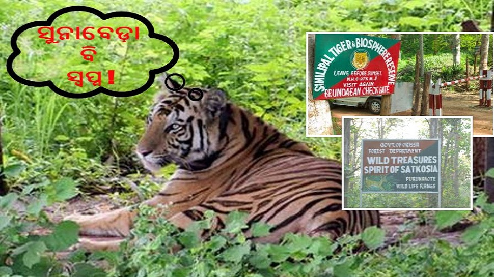 EXCLUSIVE: ବିଫଳ ବ୍ୟାଘ୍ର ପ୍ରକଳ୍ପରୁ ସମୀକ୍ଷା କରିବେ କି ସରକାର ? EXCLUSIVE: ବିଫଳ ବ୍ୟାଘ୍ର ପ୍ରକଳ୍ପରୁ ସମୀକ୍ଷା କରିବେ କି ସରକାର ?