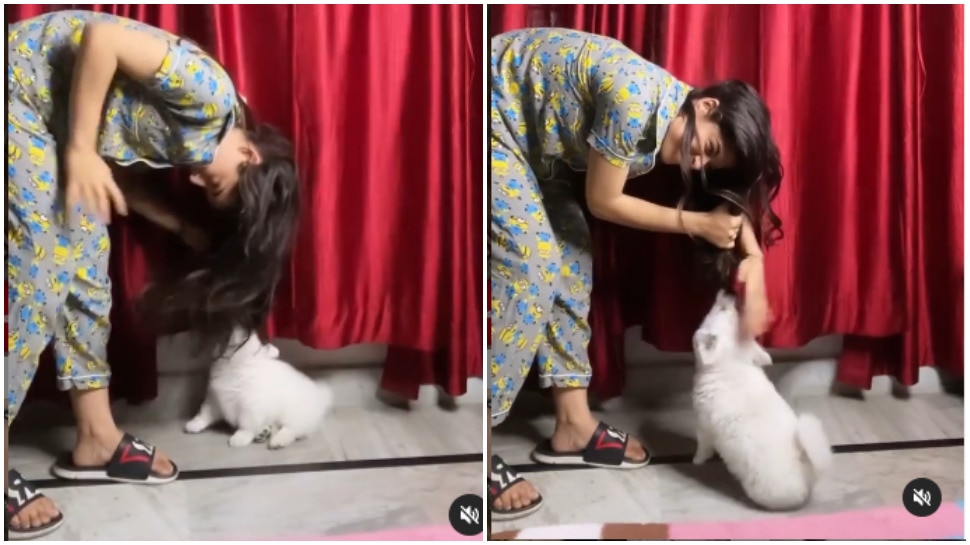 viral video funny video of girl blooper with hair gives dog some fun time | Funny Video: рдХреБрддреНрддреЗ рдХреЗ рд╕рд╛рдордиреЗ рдмрд╛рд▓ рдЭрдЯрдХрдирд╛ рдкрдбрд╝рд╛ рдорд╣рдВрдЧрд╛, рд╣рд╛рд▓рдд рджреЗрдЦ рдЖрдкрдХреА рд╣рдВрд╕реА рдирд╣реАрдВ рд░реБрдХреЗрдЧреА | Hindi viral video funny video of girl blooper with hair gives dog some fun time | Funny Video: рдХреБрддреНрддреЗ рдХреЗ рд╕рд╛рдордиреЗ рдмрд╛рд▓ рдЭрдЯрдХрдирд╛ рдкрдбрд╝рд╛ рдорд╣рдВрдЧрд╛, рд╣рд╛рд▓рдд рджреЗрдЦ рдЖрдкрдХреА рд╣рдВрд╕реА рдирд╣реАрдВ рд░реБрдХреЗрдЧреА | Hindi