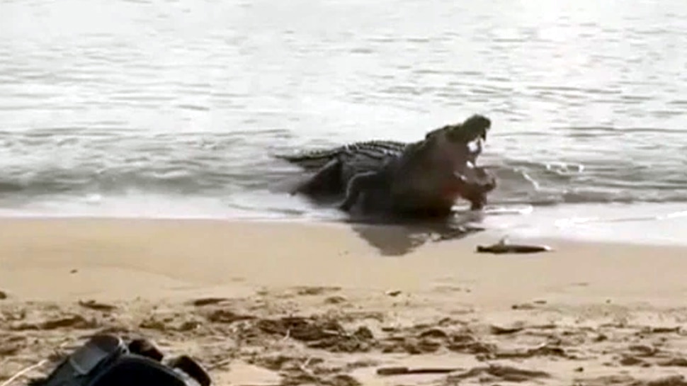 बेबी शार्क का मगरमच्छ ने किया था शिकार Baby shark was hunted by crocodile