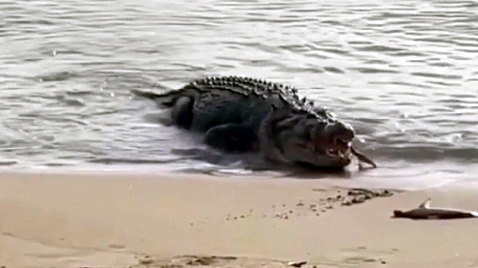 मगरमच्छ ने शार्क को हवा में ही पकड़ा Crocodile caught shark in the air
