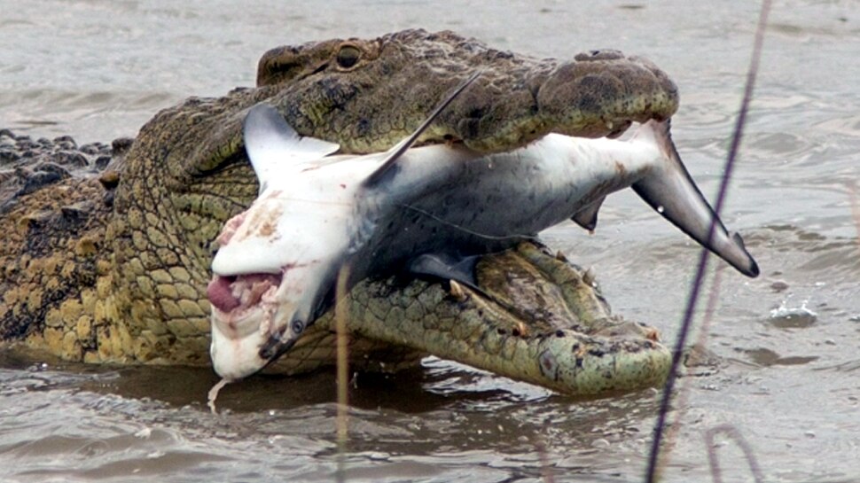680 किलो से भी ज्यादा वजनी मगरमच्छ Crocodiles weighing more than 680 kg
