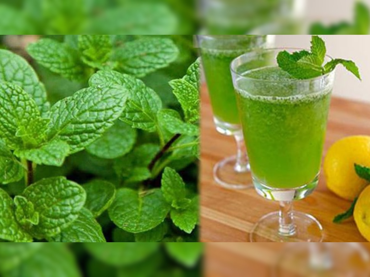 Benefits of peppermint syrup In summer know here brmp | गर्मियों में पुदीने का शरबत शरीर के लिए है बेहद फायदेमंद, फायदे जान लेंगे तो आप रोज पियेंगे.... | Hindi News, MPCG