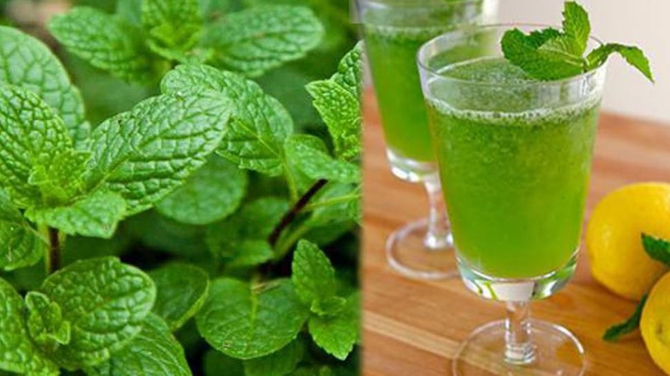 Benefits of peppermint syrup In summer know here brmp | गर्मियों में पुदीने का शरबत शरीर के लिए है बेहद फायदेमंद, फायदे जान लेंगे तो आप रोज पियेंगे.... | Hindi News, MPCG
