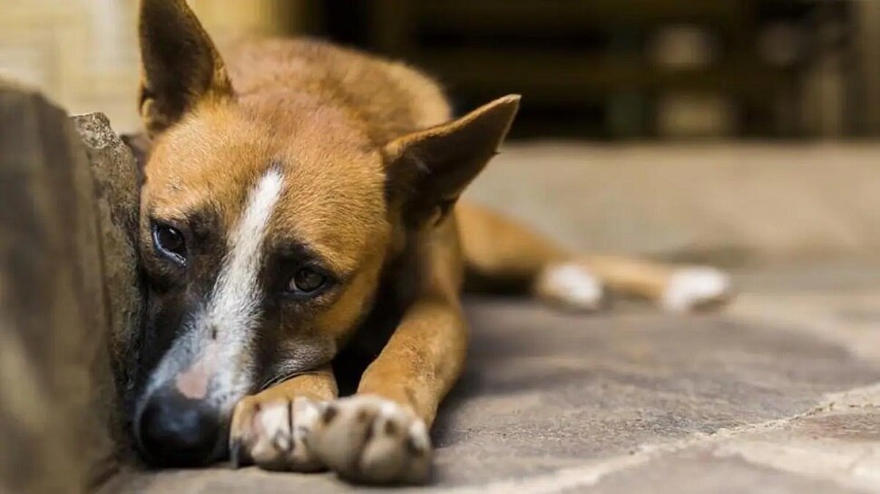 Patna में जानवर बना इंसान, कुत्ते के सिर पर लोहे की रॉड मारकर तोड़ दी सिर की हड्डी