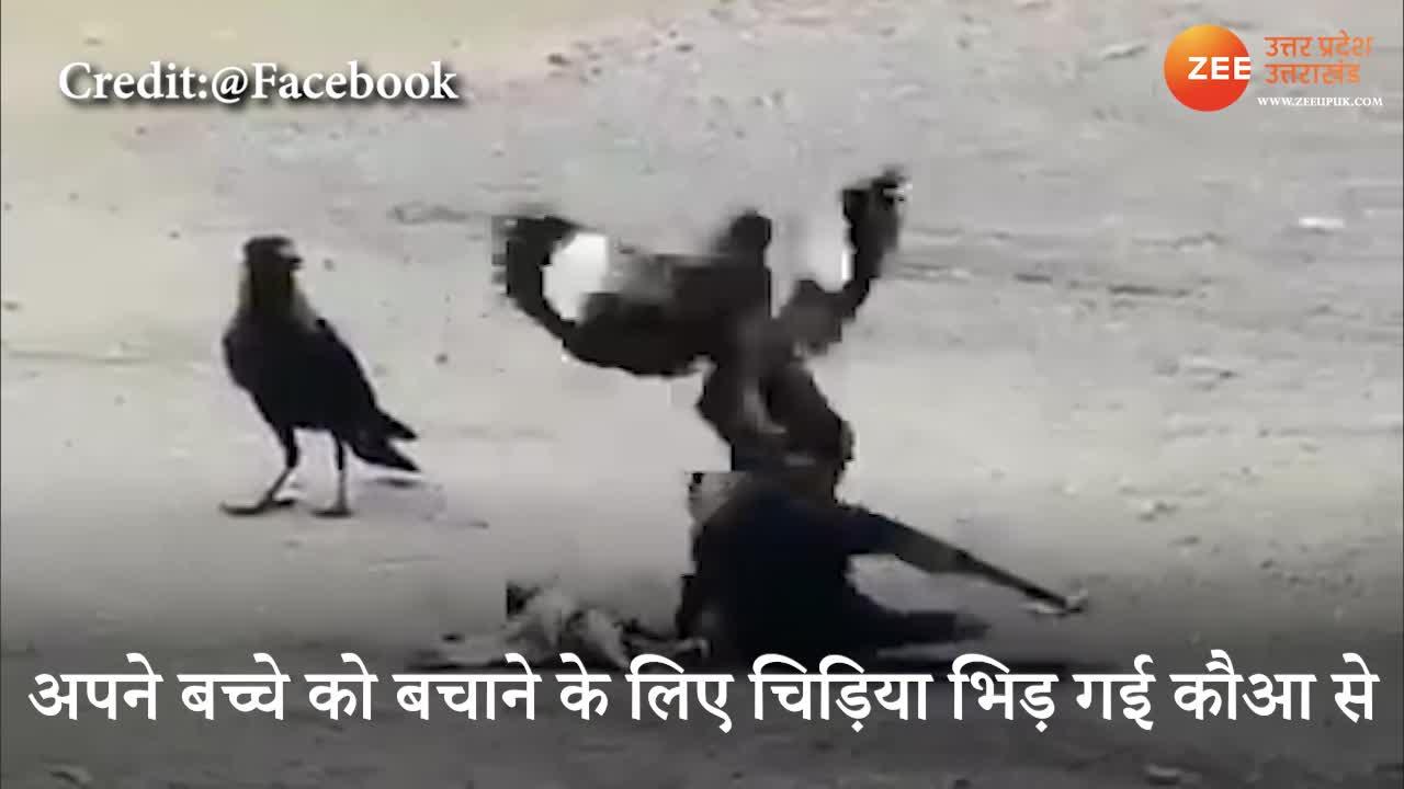 Crow Fight Video Crow And Chidiya Fight Video Viral In Social Media Spup जब अपन बच च क ल ए क आ स भ ड गई नन ह च ड य ऐस बच ई ज न Zee News Hindi