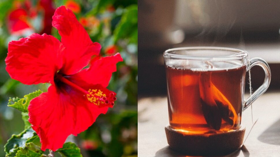 health benefits of drinking hibiscus tea know how to make it Hibiscus Tea कई फायदों वाली है