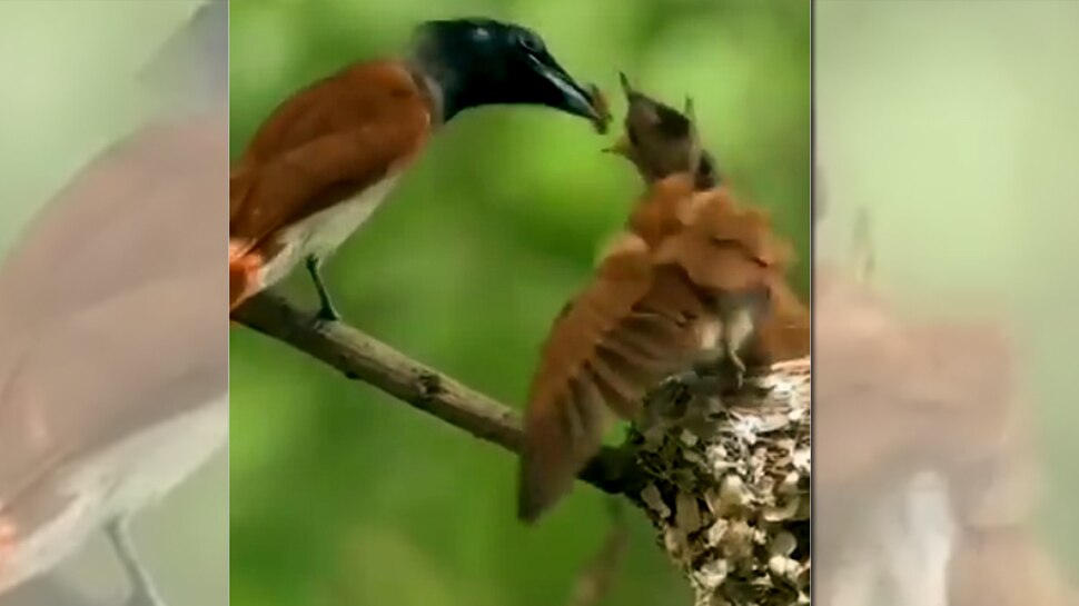 Bird Feeds Hungry Children With Beak Watch Emotional Video भ ख स चहचह रह थ च ड य क बच च फ र ज ह आ Video द खकर ह ज ए ग इम शनल Hindi News जर हटक