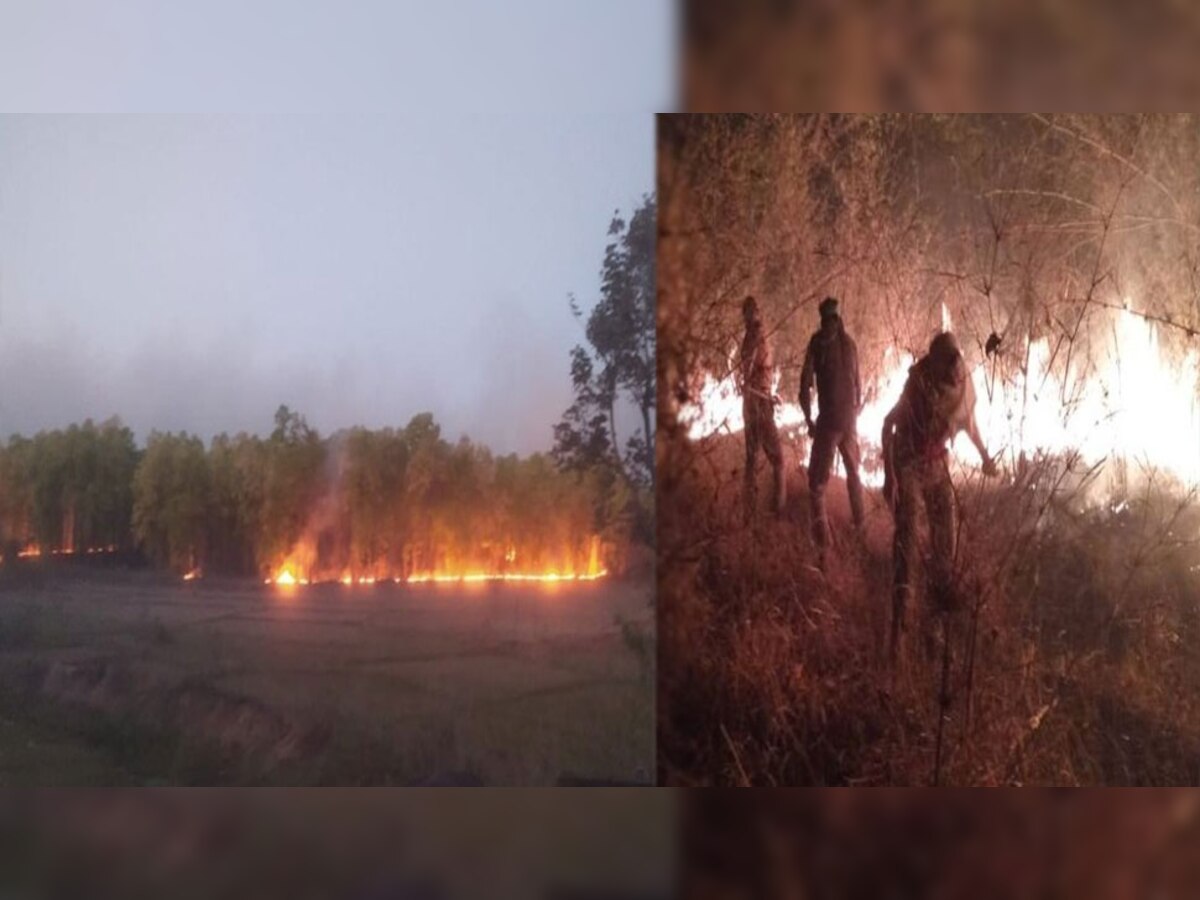 मध्य प्रदेश के बांधवगढ़ टाइगर रिजर्व में लगी आग पर काबू पाने की कोशिश करते वनकर्मी.