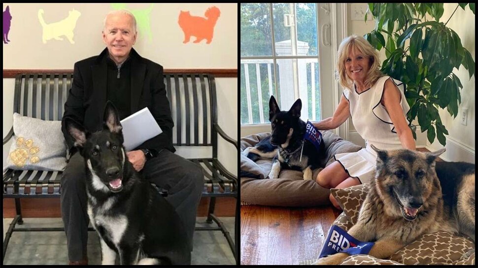 Joe Biden का Dog ‘Major’ बना White House स्टाफ की परेशानी, फिर एक Officer को बनाया शिकार