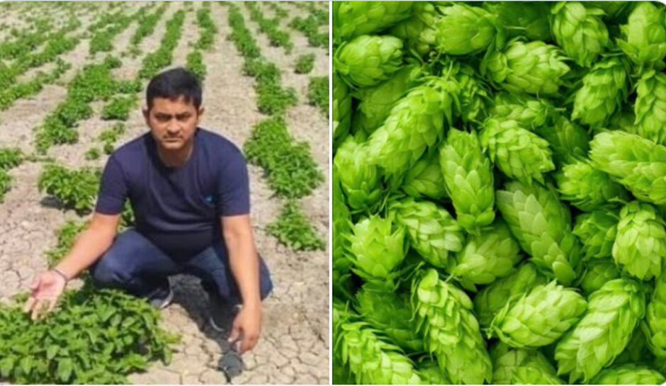 Hop Shoots कौन सी सब्जी है? बिक रही है एक लाख रुपए किलो; जानिए वजह