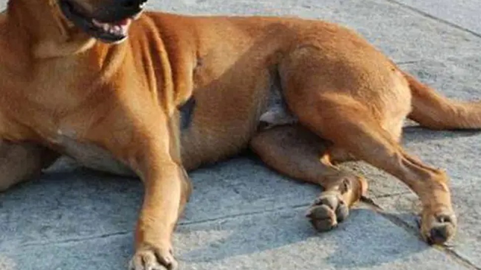 महिला पर चाकू से वार करता रहा शख्स, वाफादार ने मालकिन के लिए लगा दी जान की बाजी