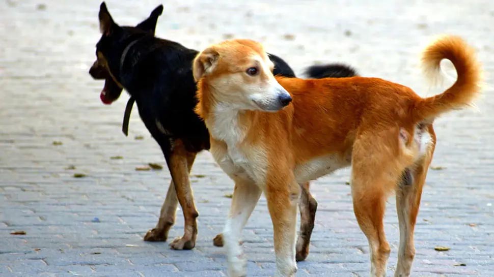 rudraprayag-parvo-virus-in-dogs-and-puppies-many-dogs-died-know-what-is