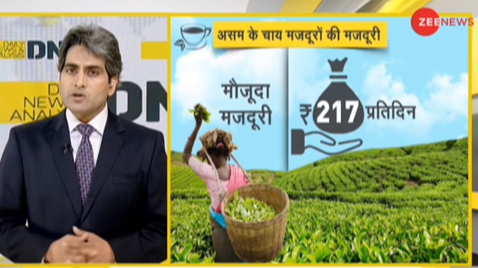 DNA ANALYSIS: असम चुनाव में चाय मजदूरों की अहमियत, समझिए क्‍यों निर्णायक है इनका वोट