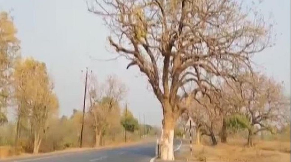 Chatra का वो 'खूनी पेड़', जो लोगों के खून से बुझाता है अपनी प्यास