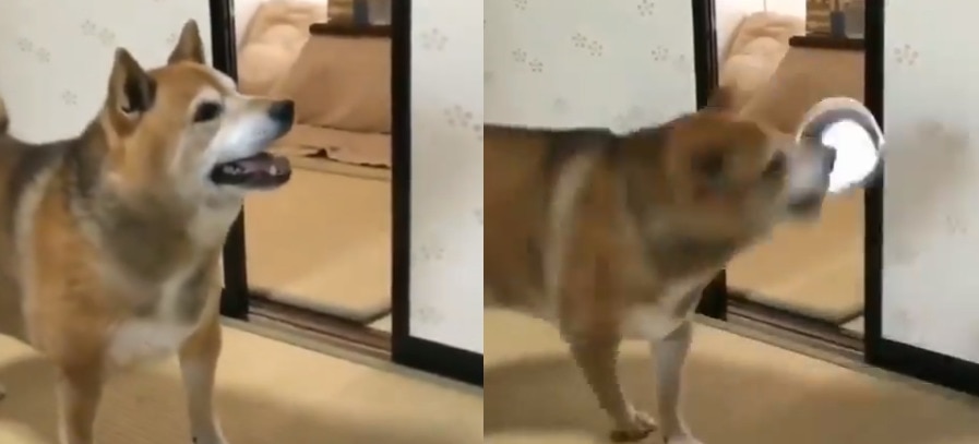 खाली बर्तन देख गुस्से में आया कुत्ता, मालिक के सामने पटकी कटोरी- देखें वायरल VIDEO
