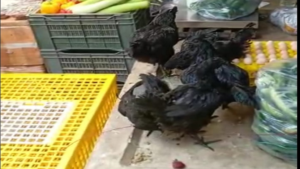 2500 कड़कनाथ चूजों का था आर्डर