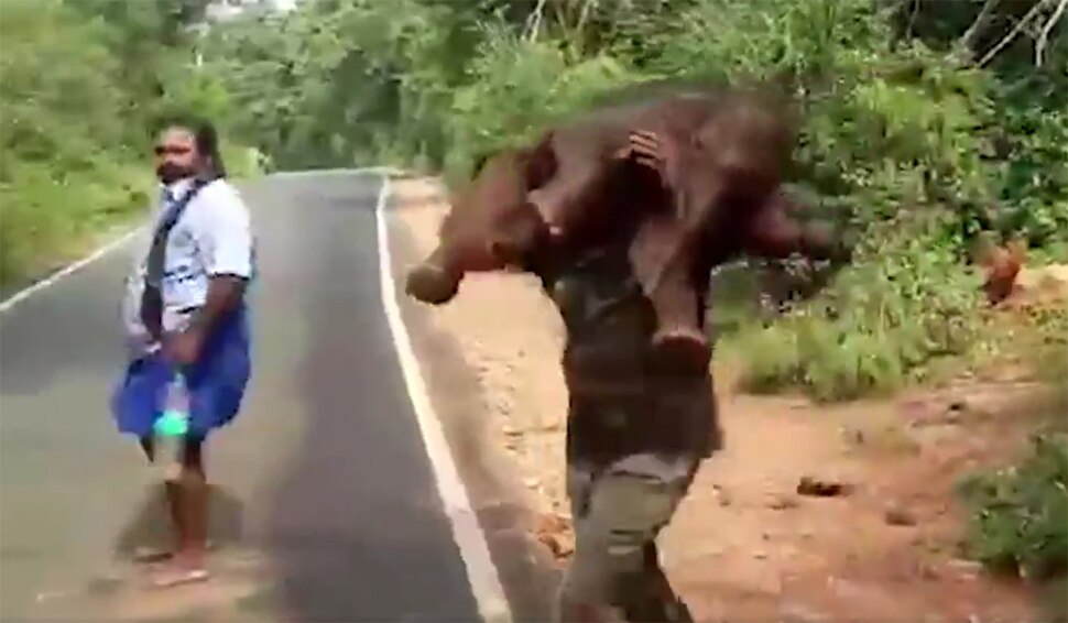 जब हाथी के बच्चे को कंधे पर बैठाकर दौड़ा शख्स, लोगों ने कहा-ये है 'बाहुबली', देखिए VIDEO