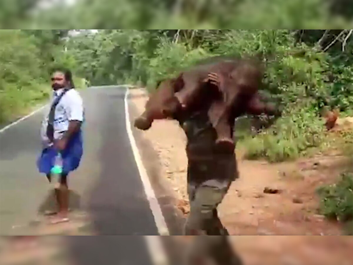 जब हाथी के बच्चे को कंधे पर बैठाकर दौड़ा शख्स, लोगों ने कहा-ये है 'बाहुबली', देखिए VIDEO