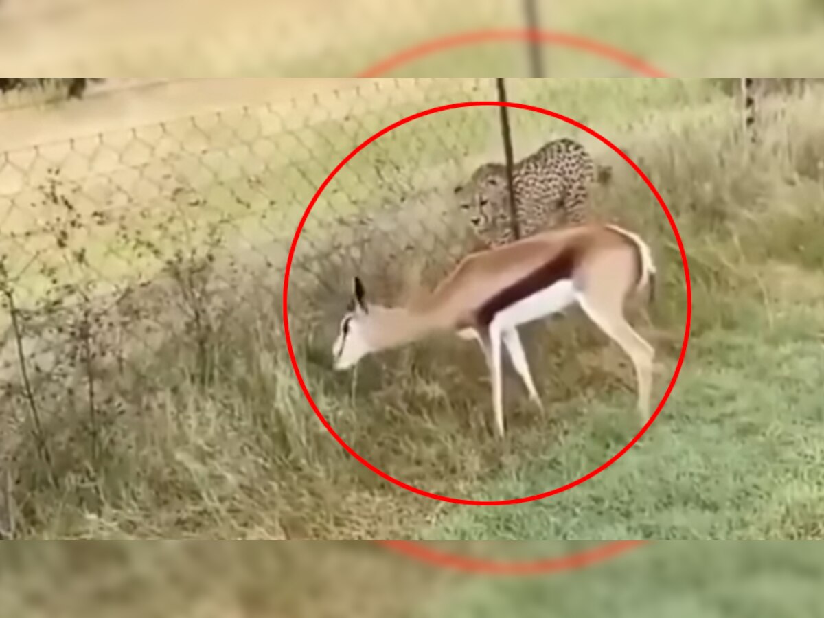 Leopard Deer Fight Video : साभार- फेसबुक (हैप्पी वर्ल्ड) 