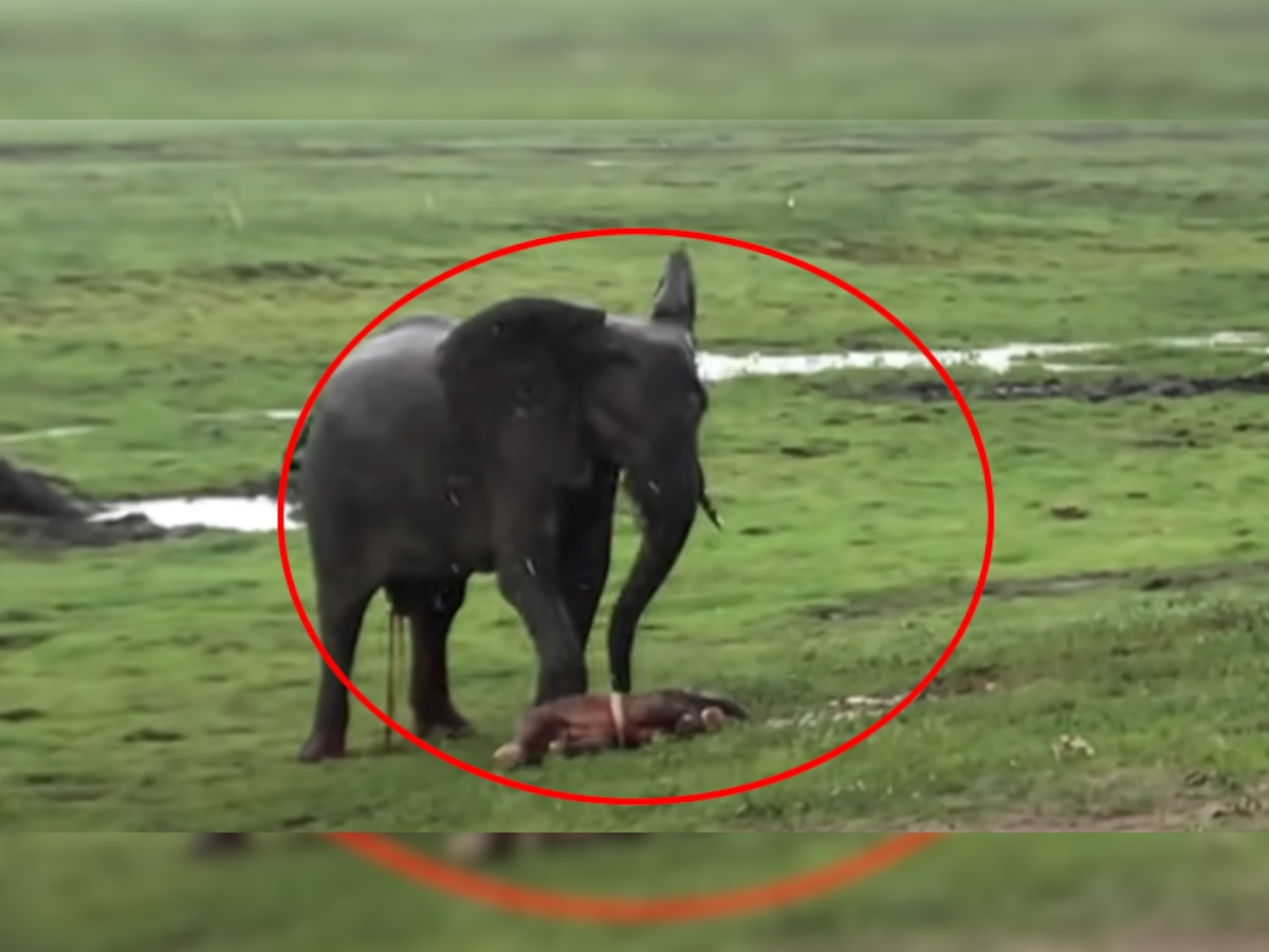 जन्म के कुछ ही सेकंड बाद हथिनी ने बच्चे को कर दिया खड़ा, VIDEO हुआ वायरल