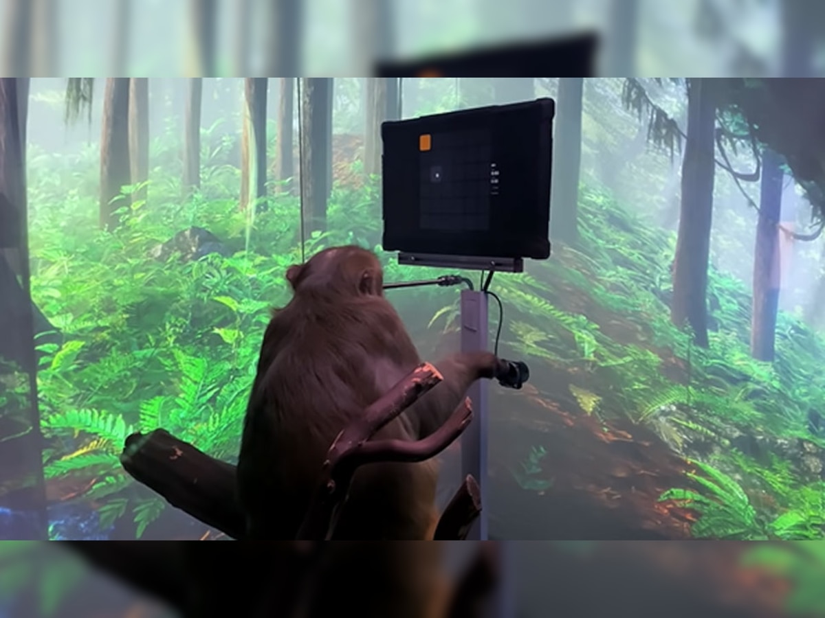 वीडियो गेम खेलता हुआ बंदर | यूट्यूब @Monkey MindPong