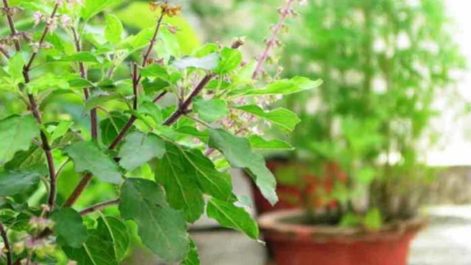 Immunity Booster Tulsi: तुलसी का पानी रखेगा इन बीमारियों को दूर, रोजाना सुबह सिर्फ करना होगा ये काम