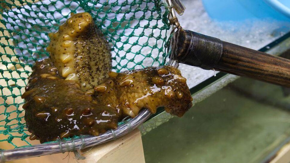 Sea Cucumber price india sri lanka coral reef aphrodisiac of ocean science latest news भारत