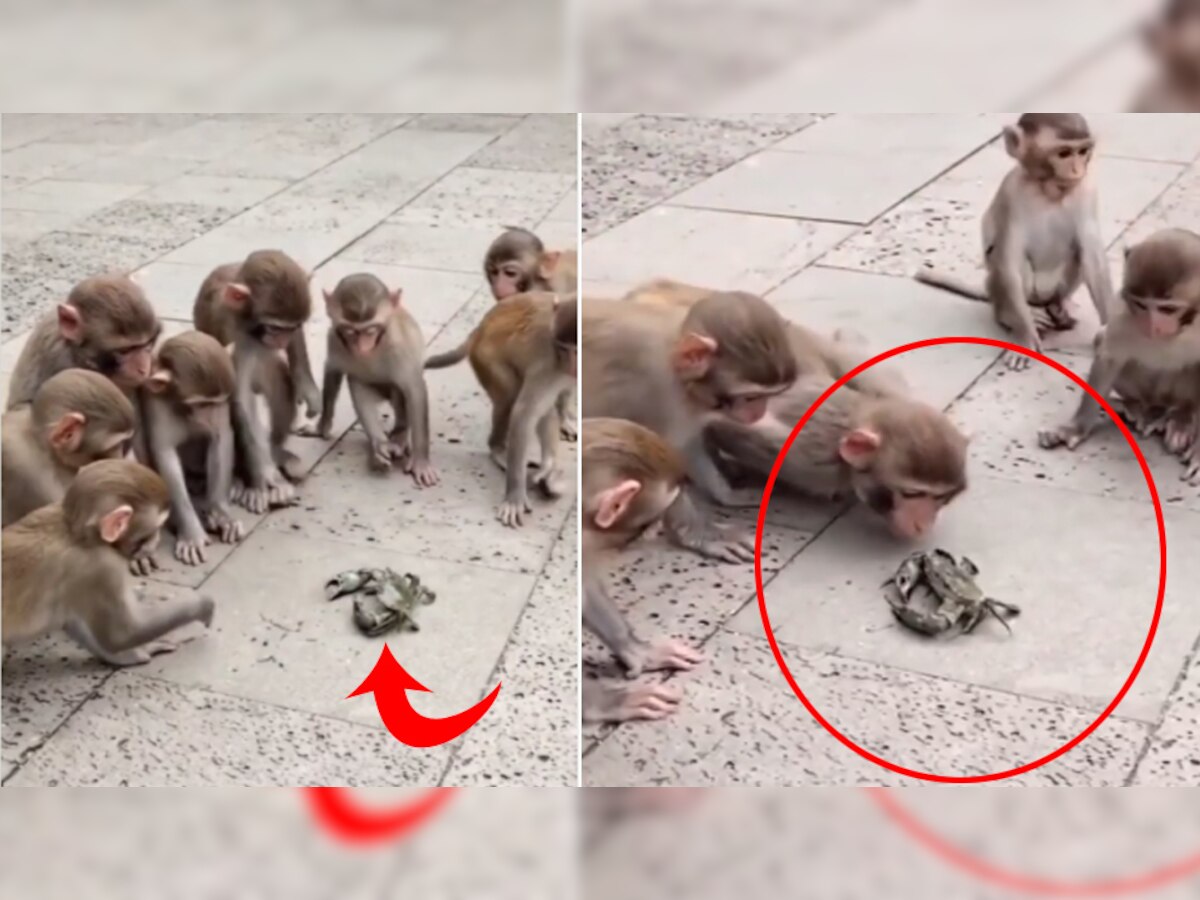 बंदरों के झुंड में फंसा केकड़ा, पास आकर की ऐसी Naughty हरकत - 15 लाख बार देखा गया Video