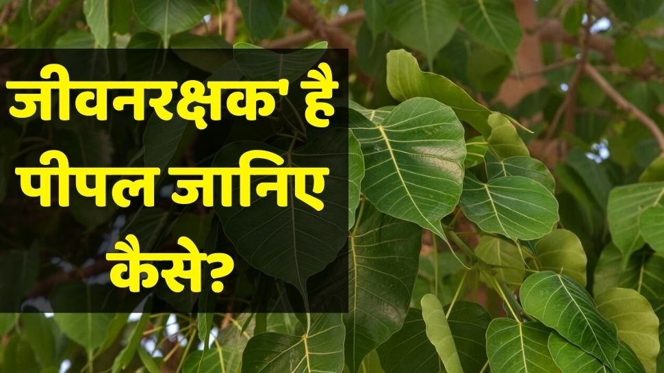 Peepal Leaf Benefits: पीपल के पत्तों का रस है सेहत के लिए फायदेमंद, हृदय और फेफड़े रहेंगे स्वस्थ