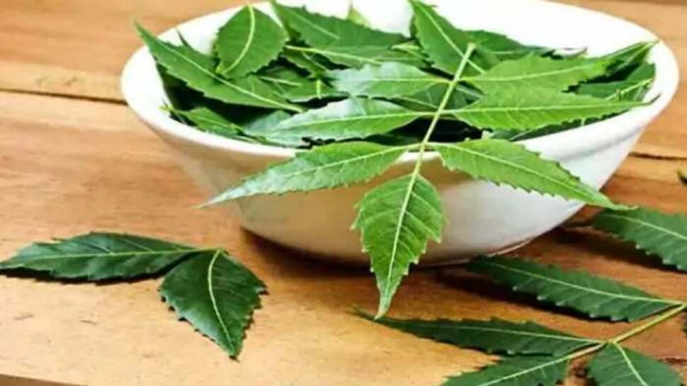 Neem Leaves Benefits Health Benefits of eating neem leaves daily on