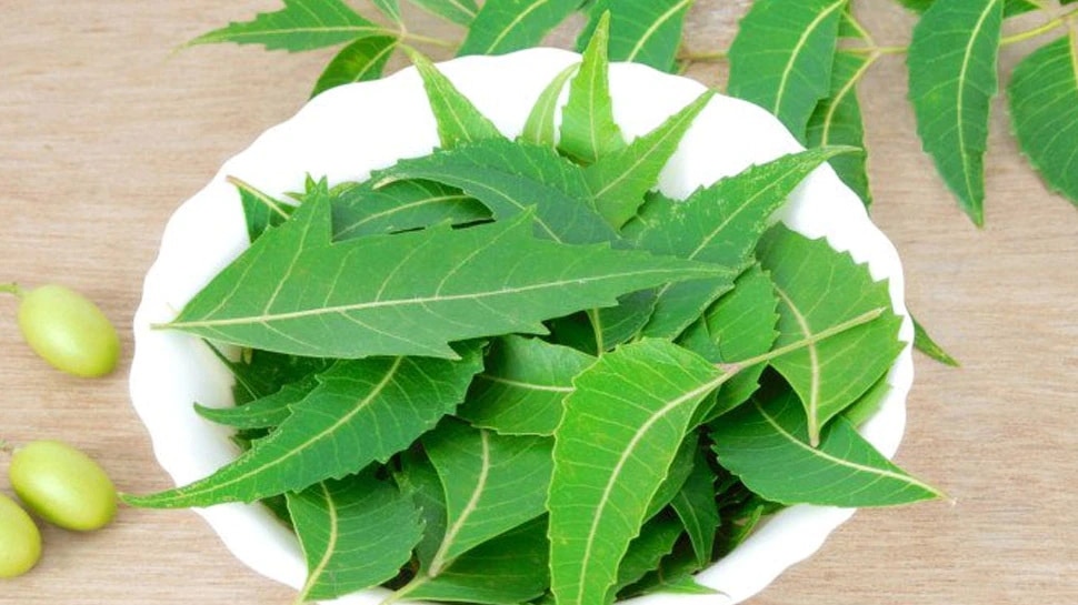 Neem Leaves Benefits: Health Benefits of eating neem leaves daily on empty  stomach | Neem Leaves Benefits: शरीर के लिए बेहद गुणकारी है नीम, रोजाना  खाली पेट 4 पत्तियां खाएं और बीमारियां