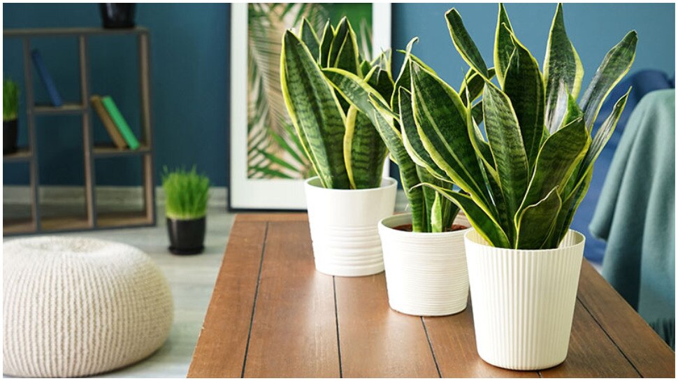 home gardening tips indoor plants snake plant benefits for health
