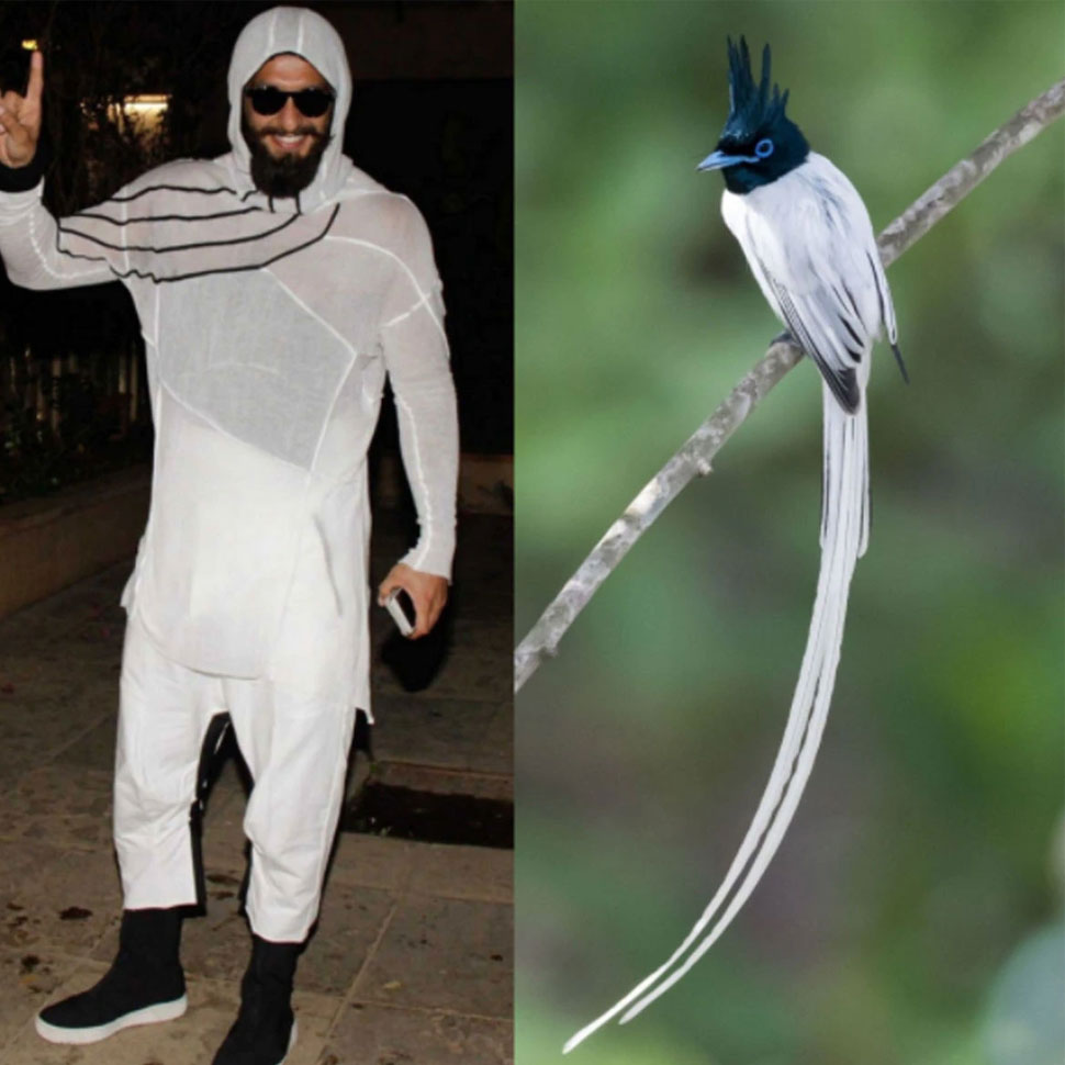 पक्षी के रंगों और पेटर्न को हूबहू किया कॉपी Ranveer Singhs outlandish Look Like bird