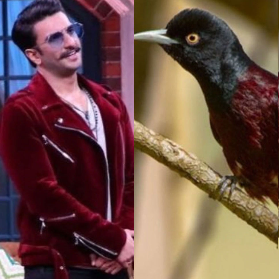 कुुछ हंसे, कुछ ने की तारीफ Colorful birds And Ranveer Singh