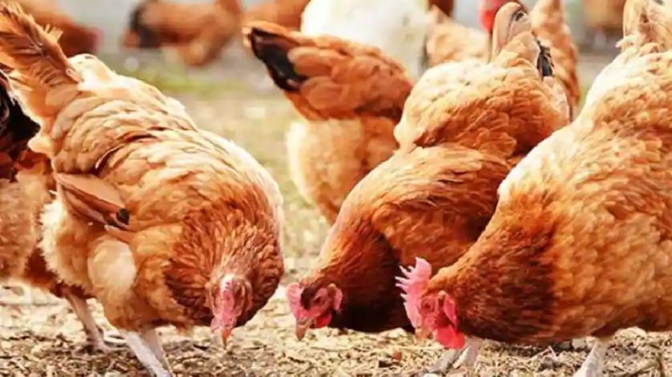 Pune: मुर्गियों ने नहीं दिए अंडे, थाने पहुंच गया Poultry Farm मालिक, दर्ज कराई शिकायत