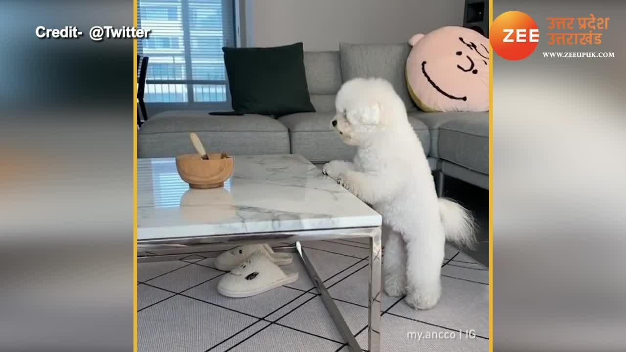 Watch the Cutest Viral Video of a dog jumping on table trying to eat something from the bowl