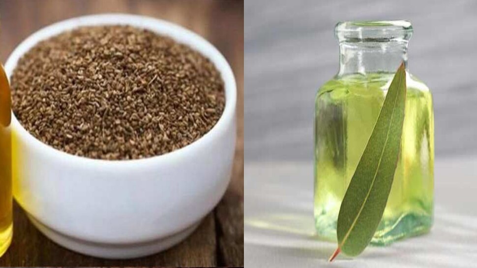 अजवाइन और नीलगिरी का तेल ajwain and eucalyptus oil
