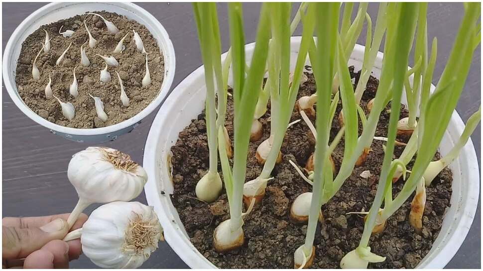 gardening tips how to grow garlic at home kitchen gardening Gardening