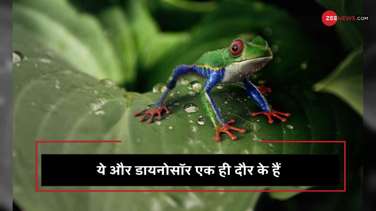 Amazing and unique facts about frogs VIDEO एक जीव जो जहरीला खाने पर